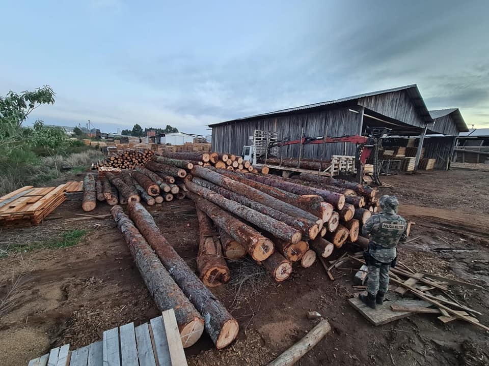 PMA apreende madeira ameaçada de extinção