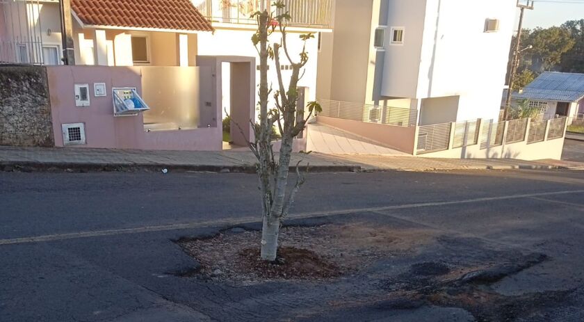 Moradores Colocam Planta Dentro De Buraco Em Rua Como Forma