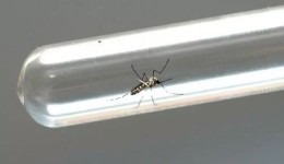 Cidade do Oeste catarinense confirma primeira morte por dengue em 2024