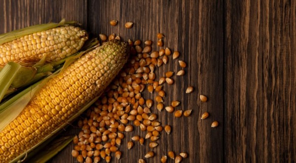 CONAB corta estimativa de produção de soja e milho, mas aumenta de feijão