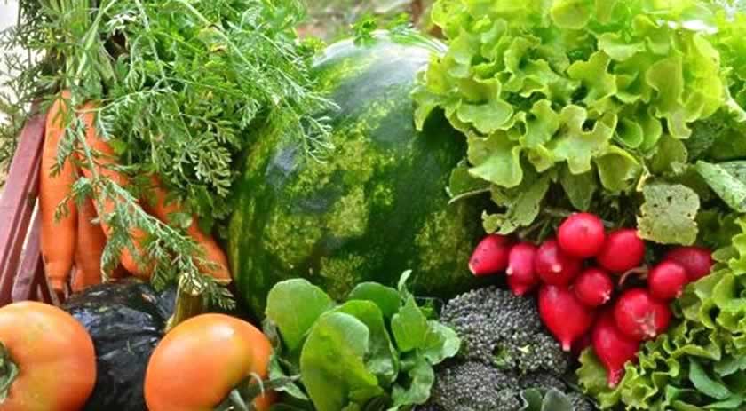 Estado sanciona lei que incentiva a produção de alimentos orgânicos