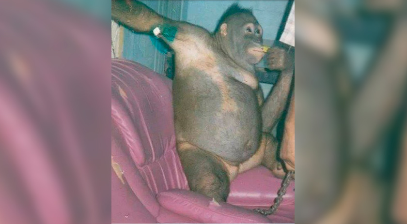 Orangotango explorada como prostituta em bordel faz 21 anos em centro de reabilitação