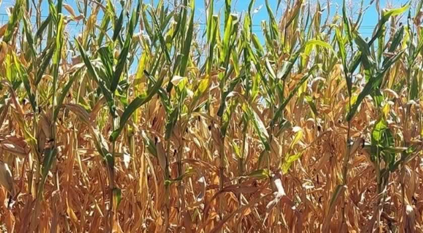 Clima irregular pode causar perdas de até 43% no milho em SC