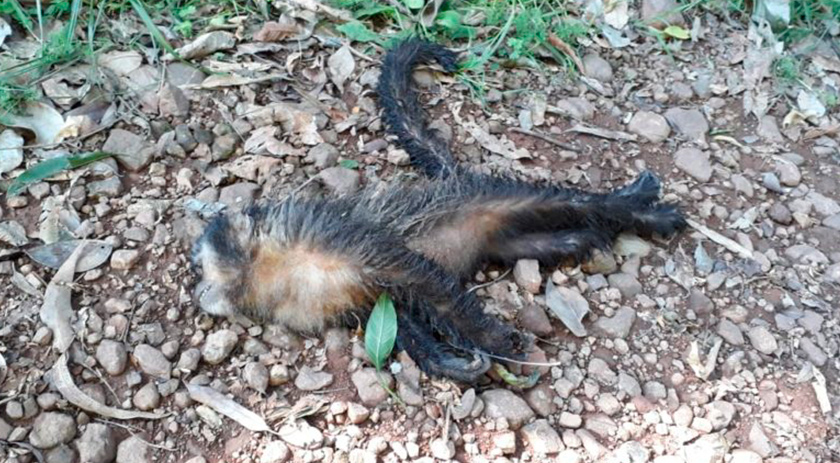 Macaco é achado morto no Oeste de SC e acende alerta para febre amarela