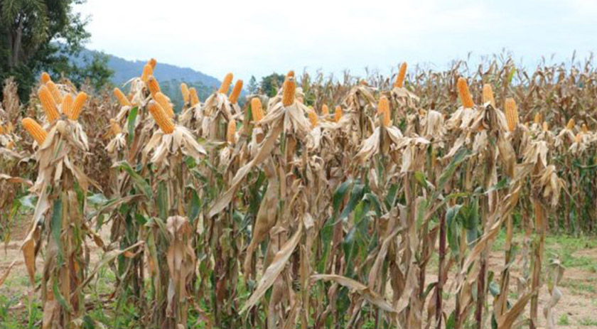 Secretaria da Agricultura inicia distribuição de 200 mil sacas de sementes de milho do Programa Terra Boa