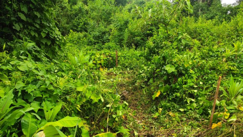 Homem desaparecido há dois anos é encontrado enterrado no terreno da ex em Palmitos