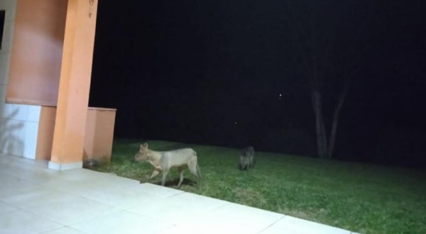 Animais selvagens visitam casa de morador no interior de SC