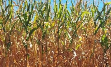 Clima irregular pode causar perdas de até 43% no milho em SC