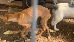 Cães vítimas de maus-tratos são resgatados pela Polícia Civil na região