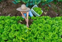 Programa estadual prevê ações para reduzir uso de agrotóxicos